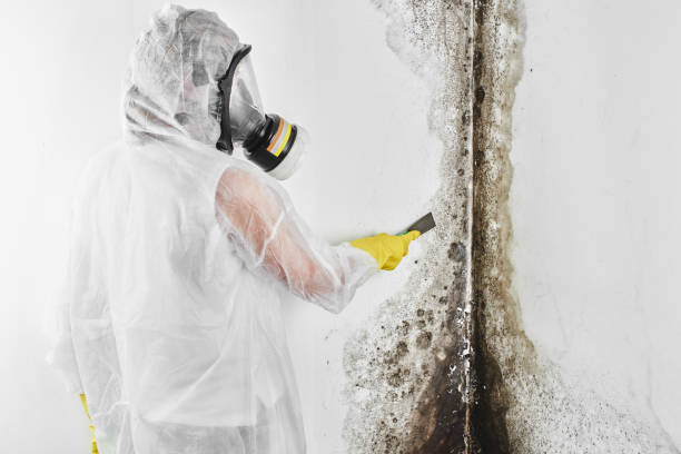 Trusted Tuscola, IL Mold Removal Experts