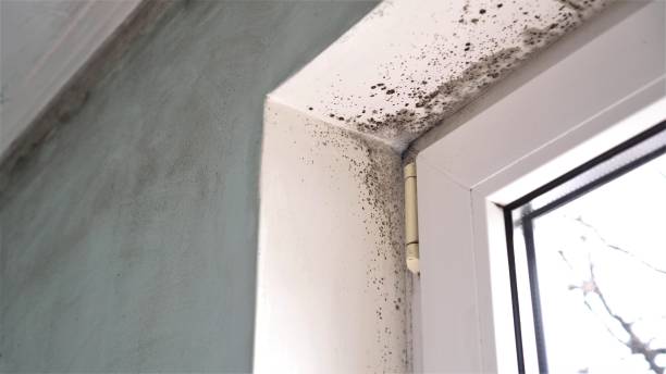 Best Fast Mold Removal  in Tuscola, IL