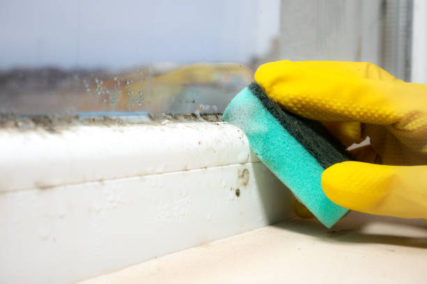 Best Office Mold Removal Services  in Tuscola, IL