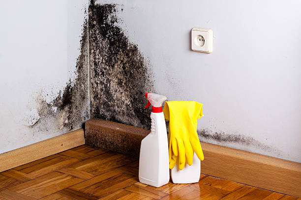 Best Toxic Mold Removal  in Tuscola, IL