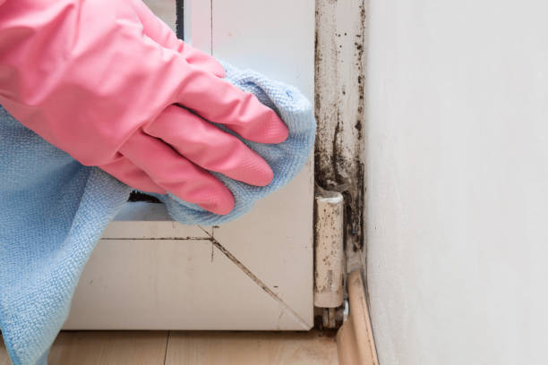 Best Mold Testing and Removal  in Tuscola, IL