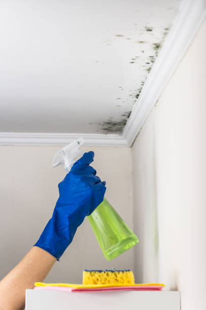 Best Certified Mold Removal  in Tuscola, IL
