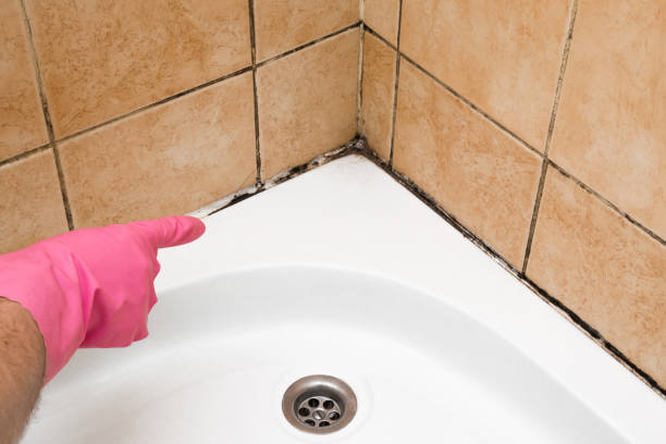 Best Commercial Mold Removal  in Tuscola, IL